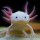 Axolotl Baby