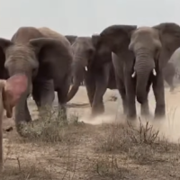 The Emotional Moments Of Baby Elephant Getting Adopted By Elephant Herd