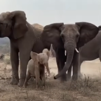 Baby Elephant Getting Adopted By New Elephants Herd