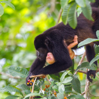 The Albanil Cute Baby Monkey