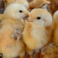 Cute Chickens Baby Chicks