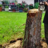 Hard Working People Looking For Jobs On Landscaping Tree Trimming