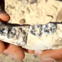 The Oldest Human Fossil Ever found On Planet Earth