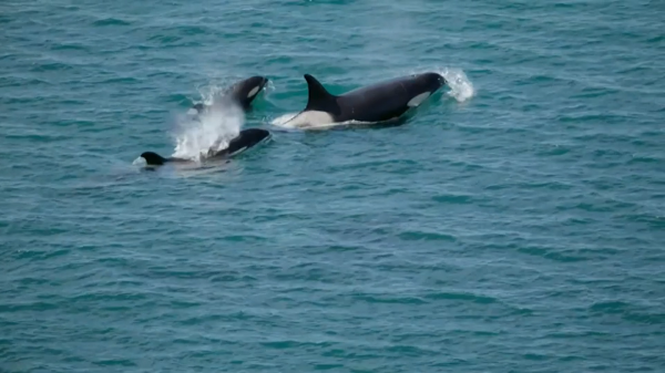 Live Webcam Wales Life Underwater and Above Ocean Water