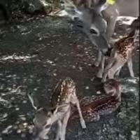 Deer Mom and Babies Family Cervidae