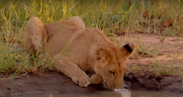 A Lion Drinking Clean Water After Eating Lots Of Meat From A Killed Pray