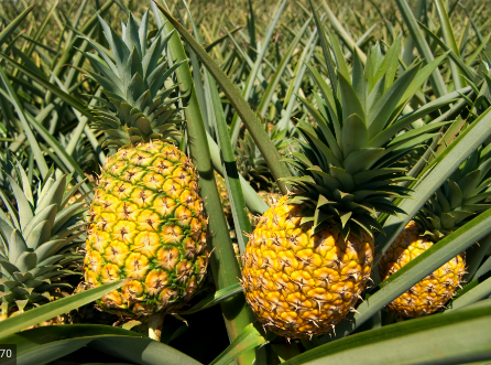 Pineapples From Costa Rica For Baking Bread And Cakes