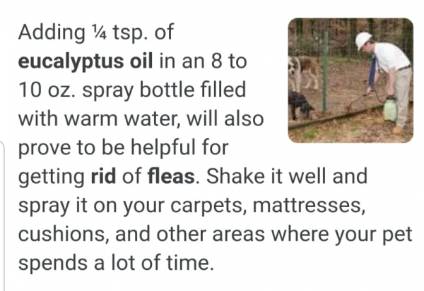 Eucalyptus Oil 8 To 10 OZ Spray Bottle