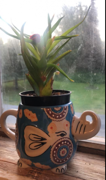 Succulent Made From A Cup