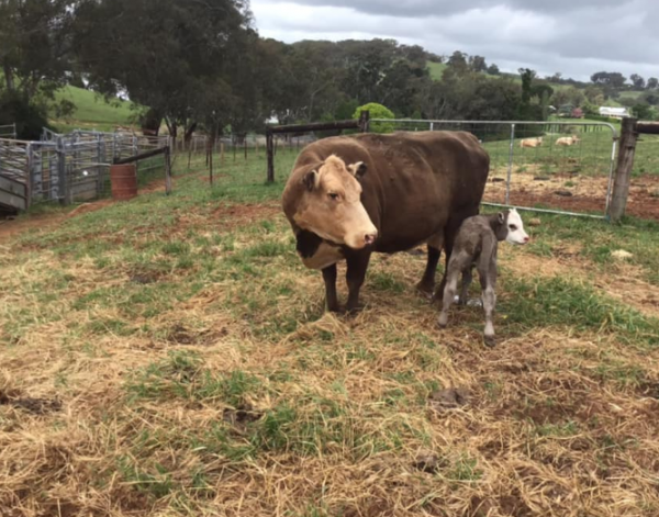 Baby Caw In My Farm