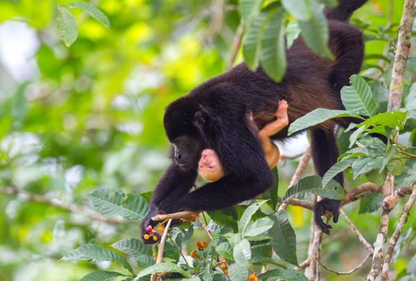 The Albanil Cute Baby Monkey